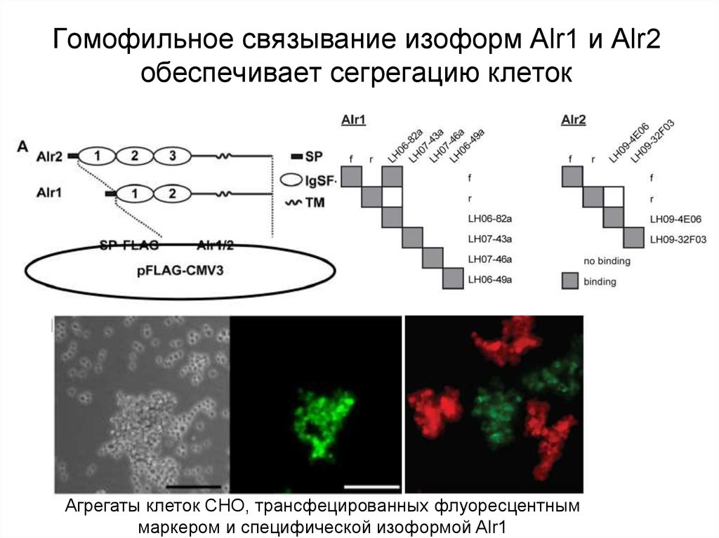 Гомофильное связывание изоформ Alr1 и Alr2 обеспечивает сегрегацию клеток