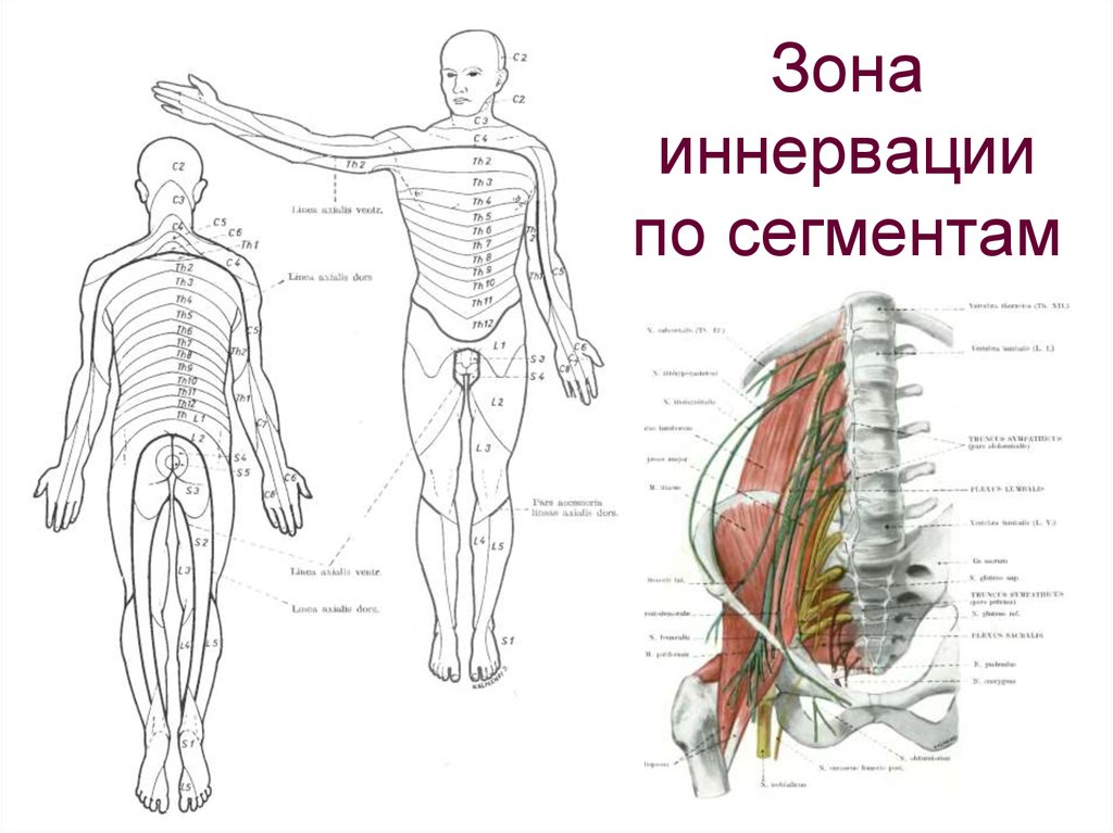 Схема иннервации корешков