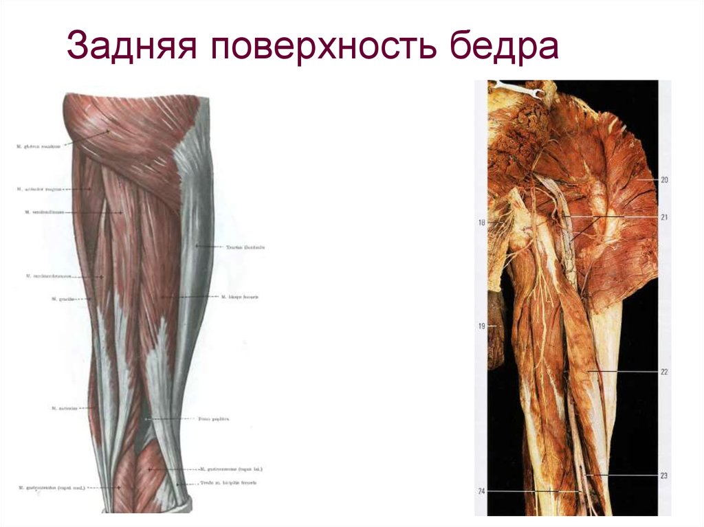 Гунтеров канал. Передняя поверхность бедра топографическая анатомия мышцы. Задние мышцы бедра анатомия. Топография мышц задней поверхности бедра. Мышцы задней поверхности бедра анатомия.