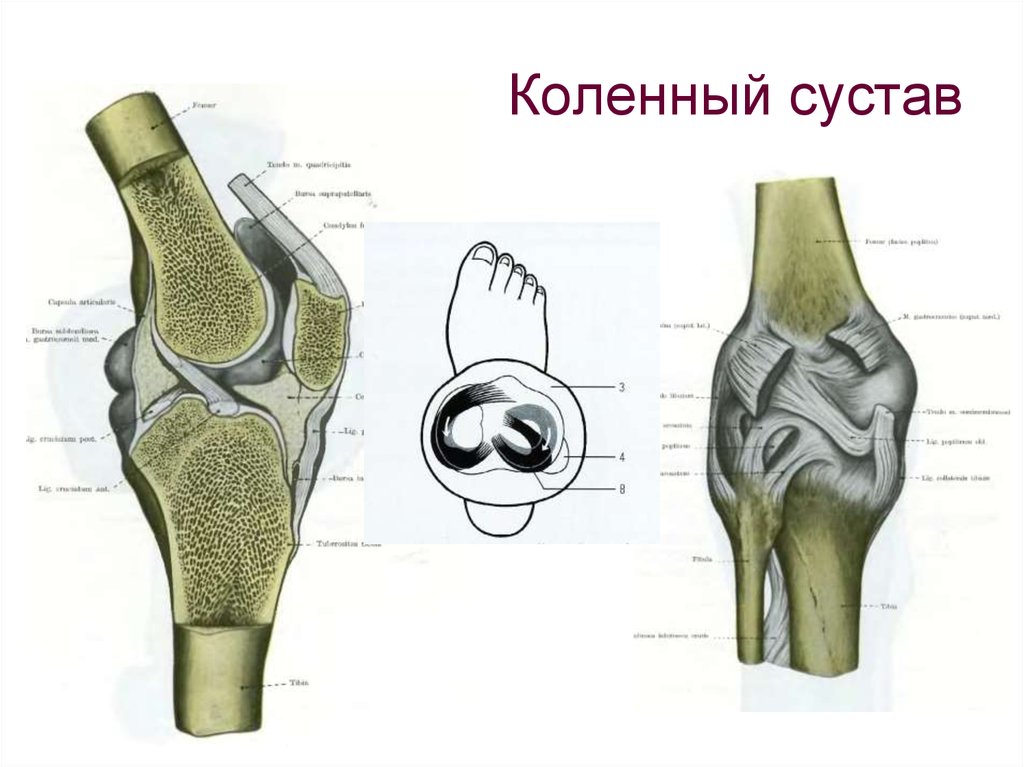 Как устроено колено. Коленный сустав топографическая анатомия. Коленный сустав анатомия форма сустава. Правый коленный сустав вид спереди.