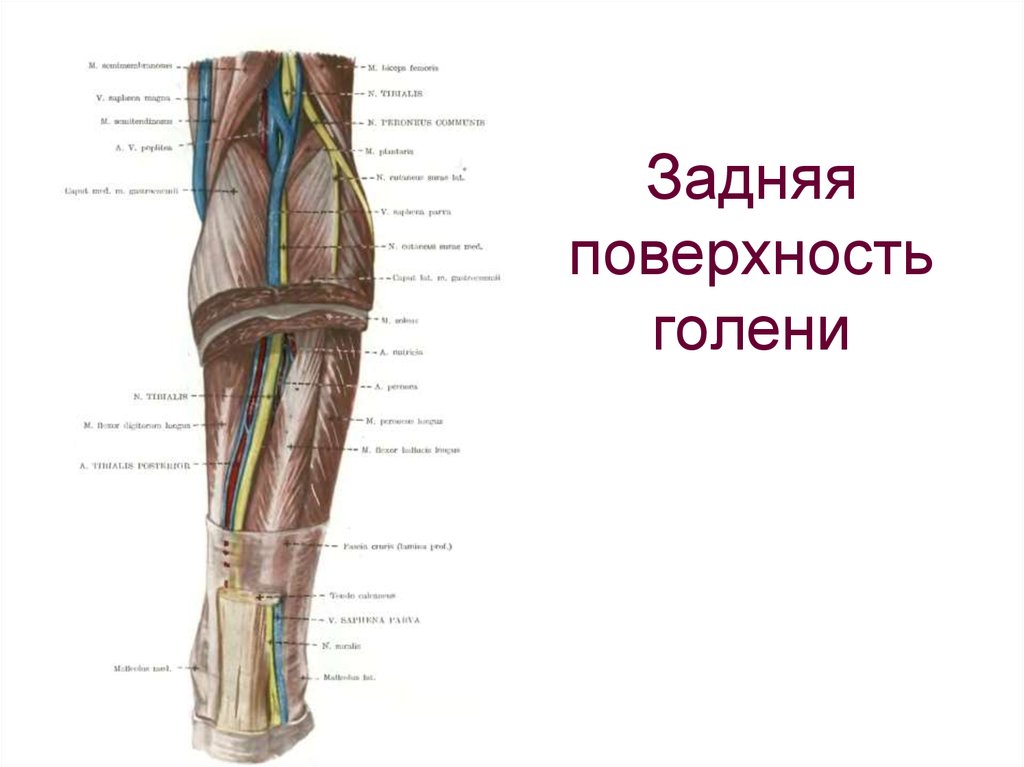 Область голени. Задняя область голени топографическая анатомия. Топография нервов голени. Задняя поверхность голени топографическая анатомия. Топография голени топографическая анатомия.