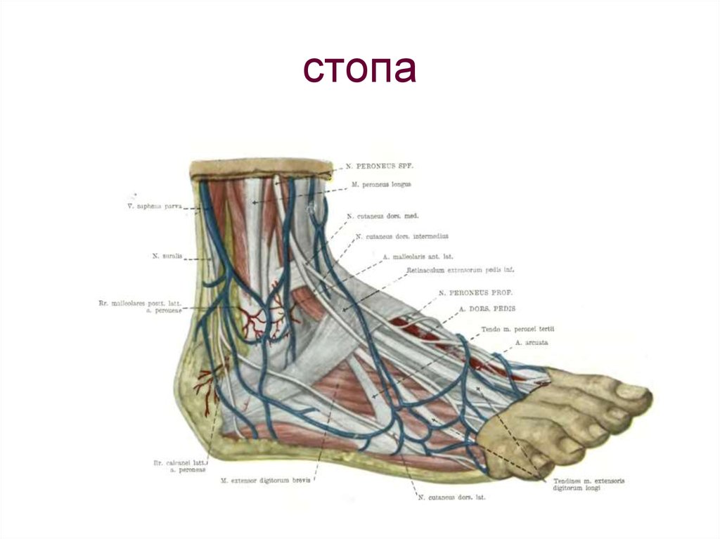 Строение ступни ноги человека фото с описанием костей и органов