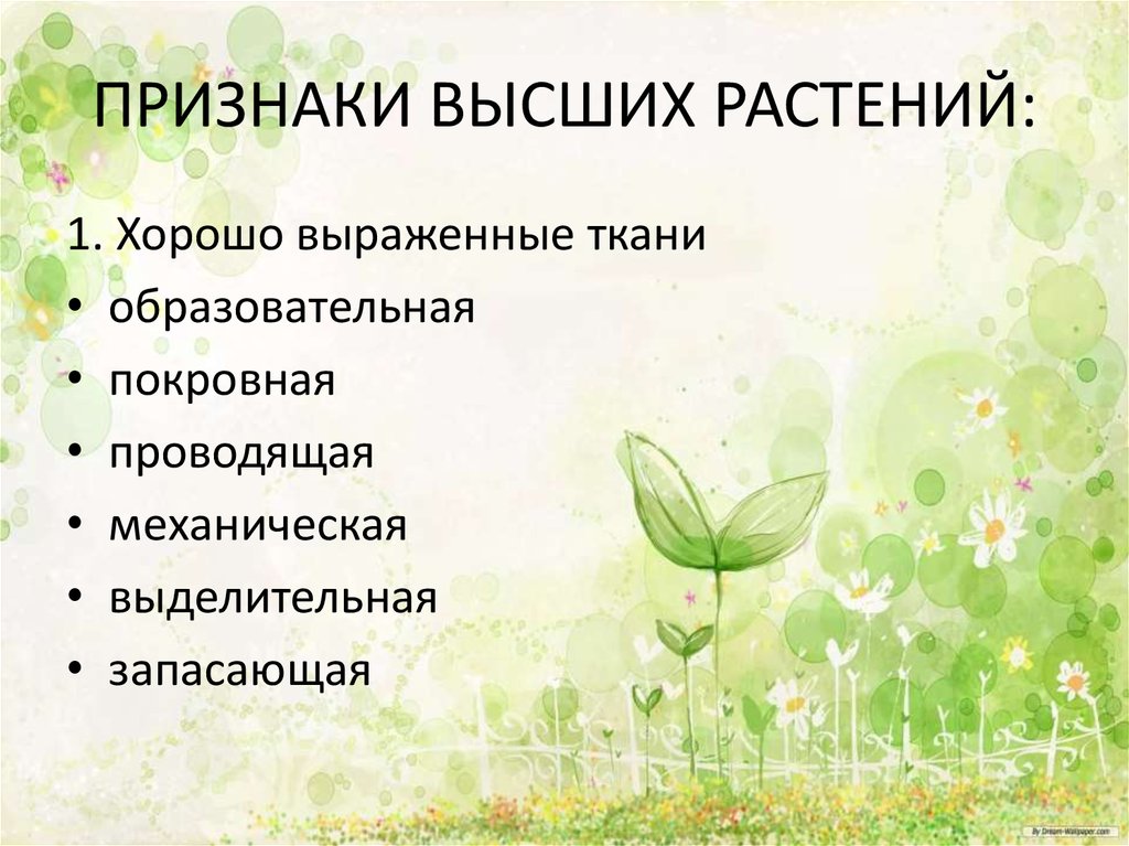 Ткани высших растений