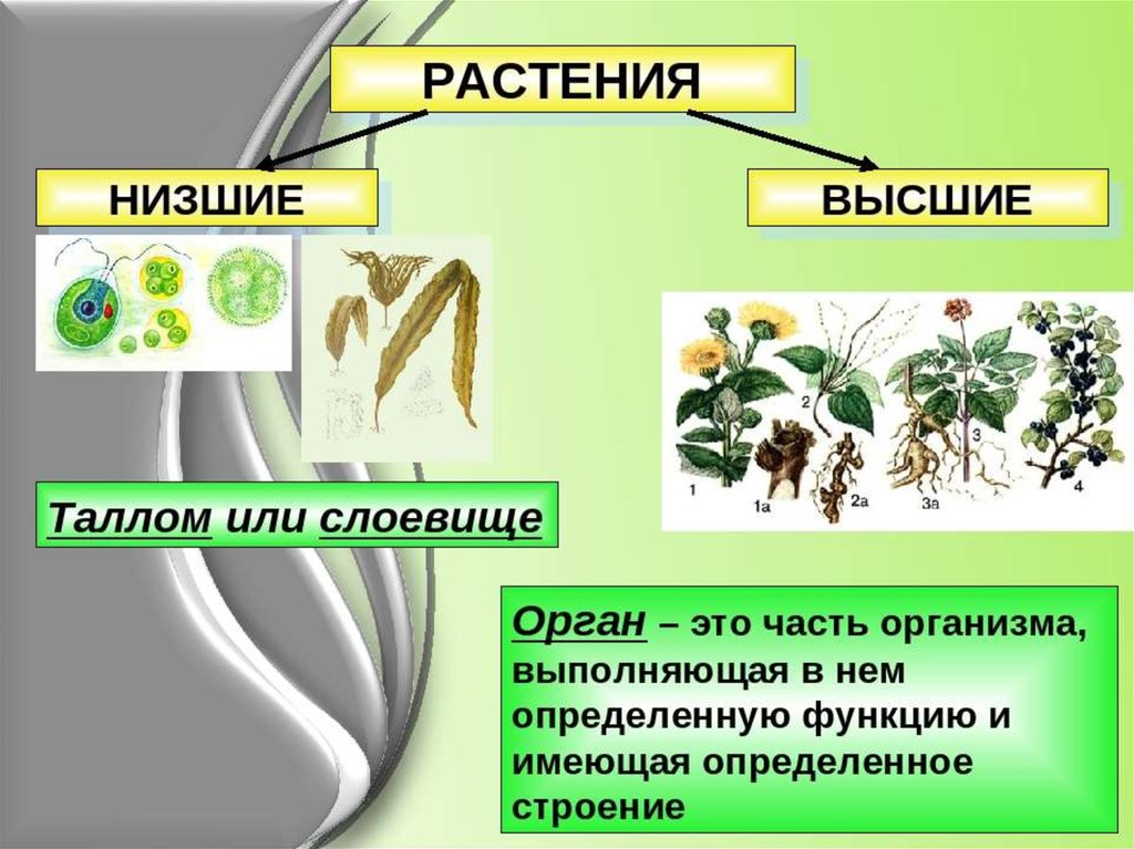 Презентация по биологии эволюция высших растений - 98 фото