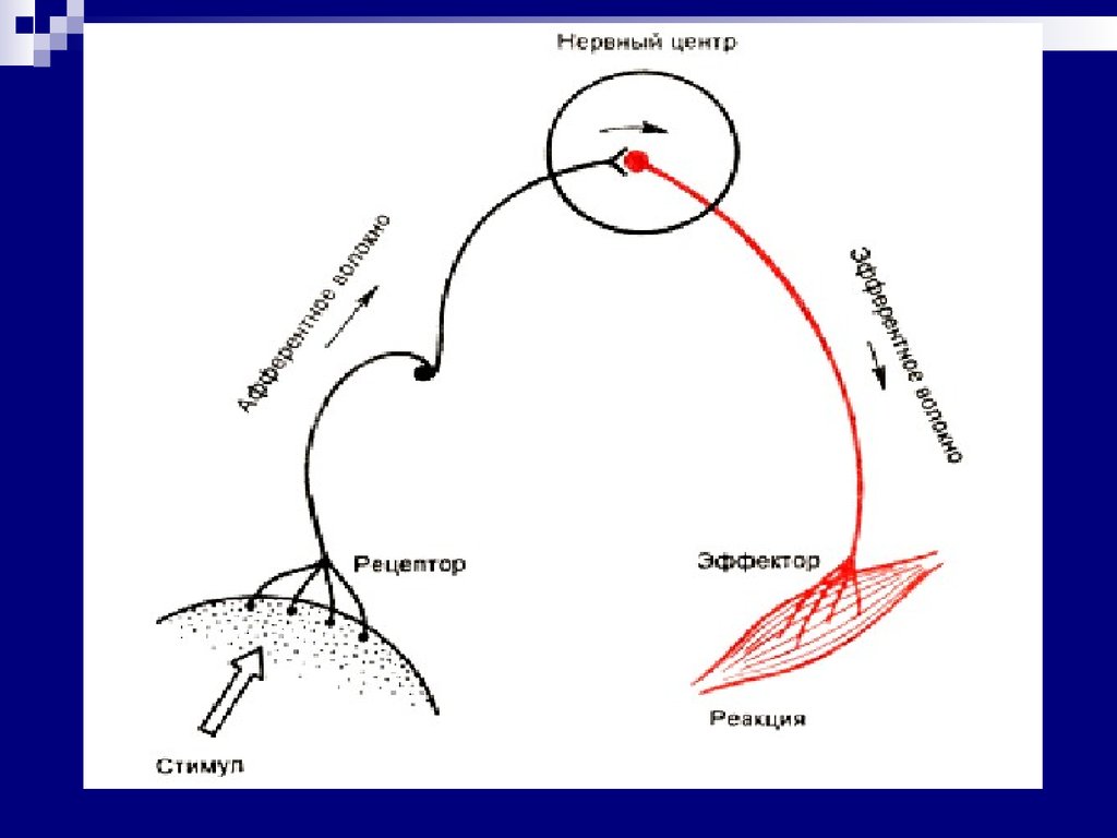 Рецептор центр