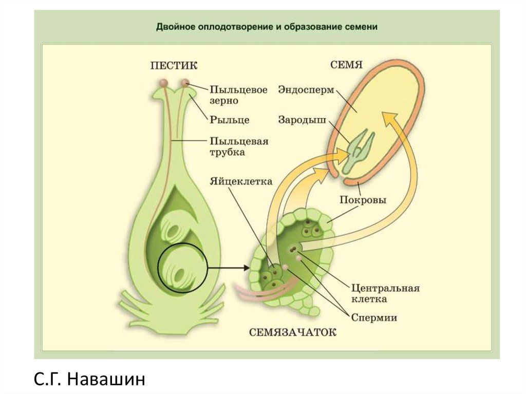 Схема опыления двудольных