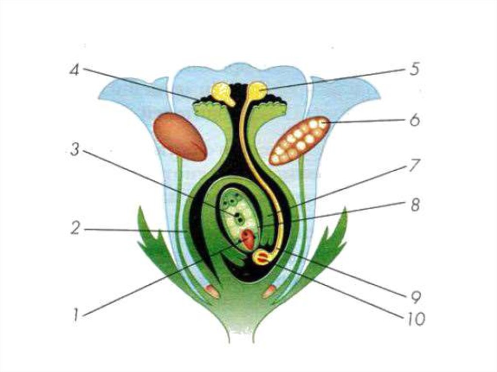 1 спермий сливается с. Оплодотворение покрытосеменных растений схема. Что такое опыление и оплодотворение у растений 6 класс. Двойное оплодотворение у покрытосеменных схема. Схема оплодотворения у цветковых растений биология 6.