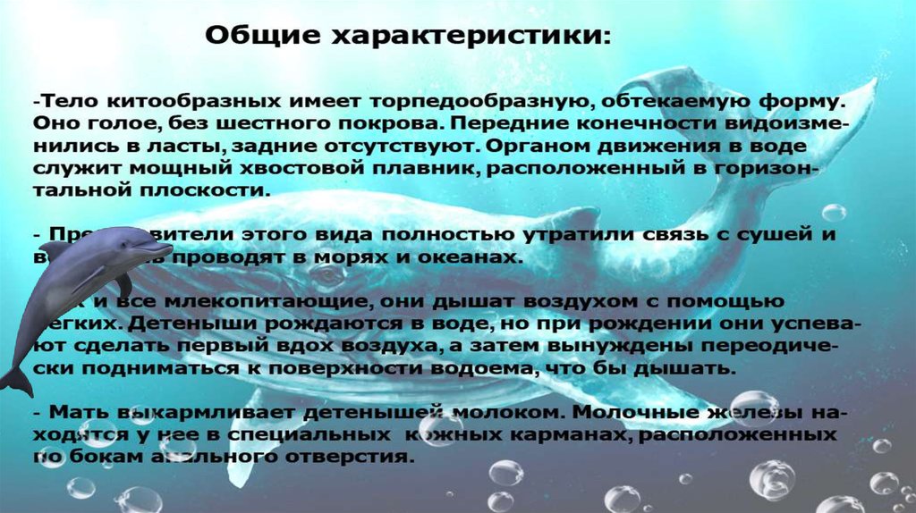 Значение китообразных в жизни человека. Китообразные общая характеристика. Китообразные презентация. Особенности отряда китообразные. Признаки отряда китообразные.