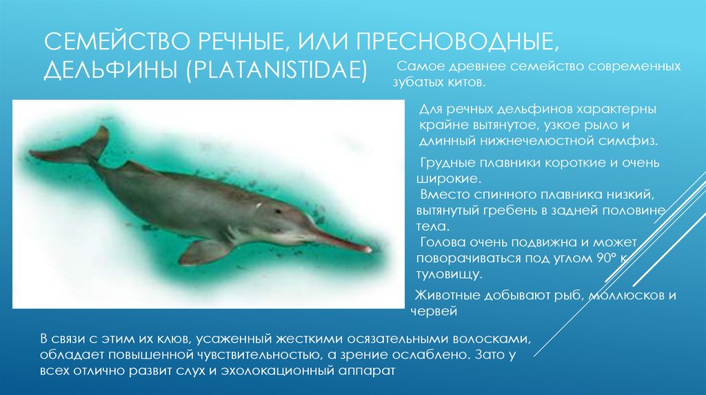 Входными воротами для эхолокационного слуха дельфина служит