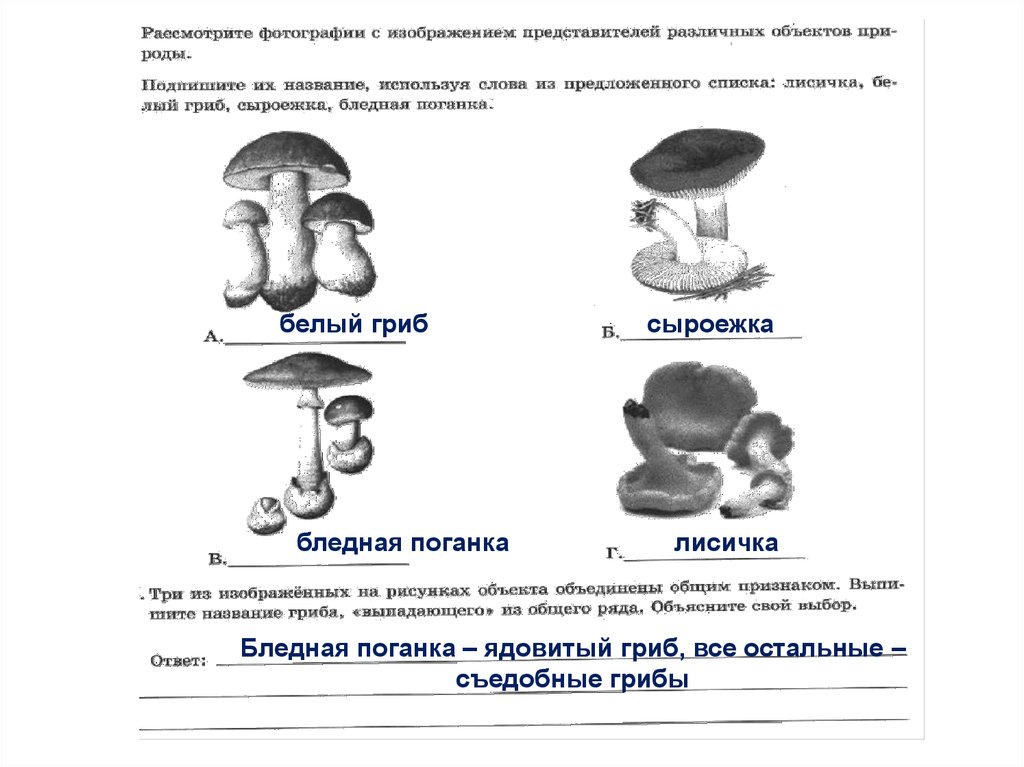 Слова общего ряда. Грибы ВПР. Примеры грибов ВПР. Грибы из ВПР. Виды грибов в ВПР за 5 класс.