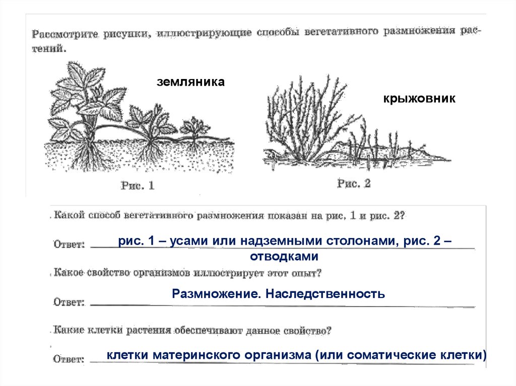 Какой метод изображен на рисунке. Вегетативное размножение крыжовника. Вегетативное размножение куста крыжовника. Вегетативному размножению отводками куста крыжовника. Способ вегетативного размножения крыжовника.