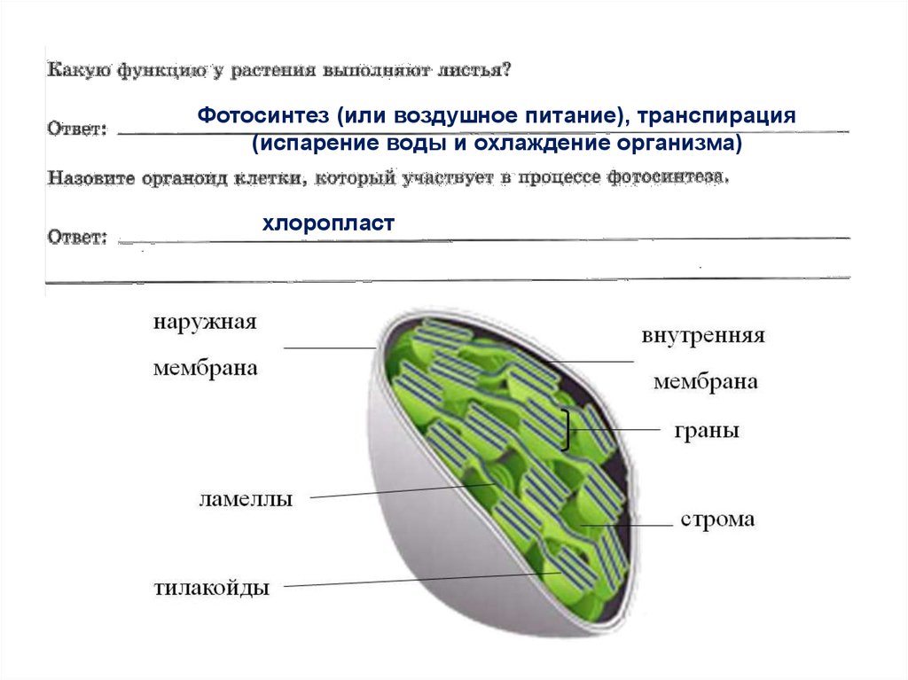 Функция органоида хлоропласт