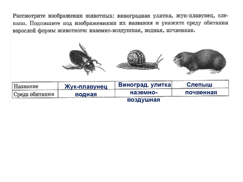 Рассмотри животных. Улитка почвенная среда. Среда обитания виноградной улитки почвенная или наземно воздушная. Виноградная улитка среда обитания наземно воздушная. Улитка среда обитания почвенная.