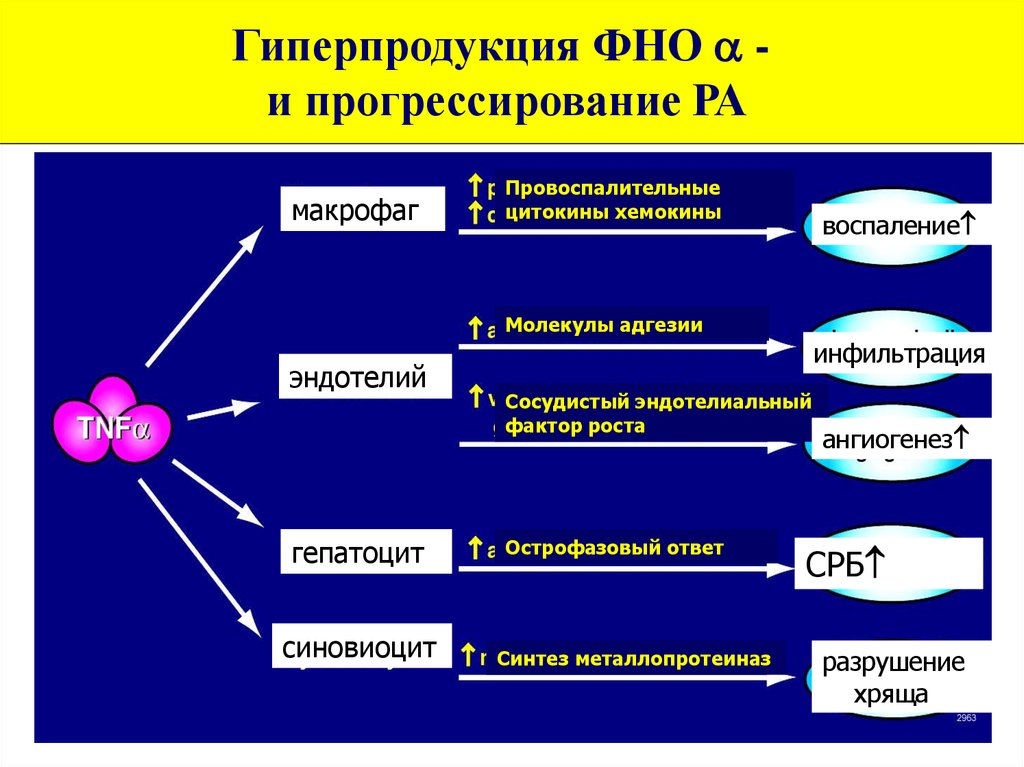 Фно фактор некроза опухоли