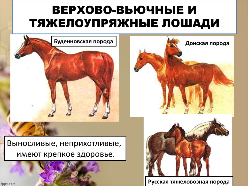 Верховой тип. Вьючные породы лошадей. Верхово-вьючные породы лошадей. Верхово вьючные лошади. Буденновская порода лошадей.
