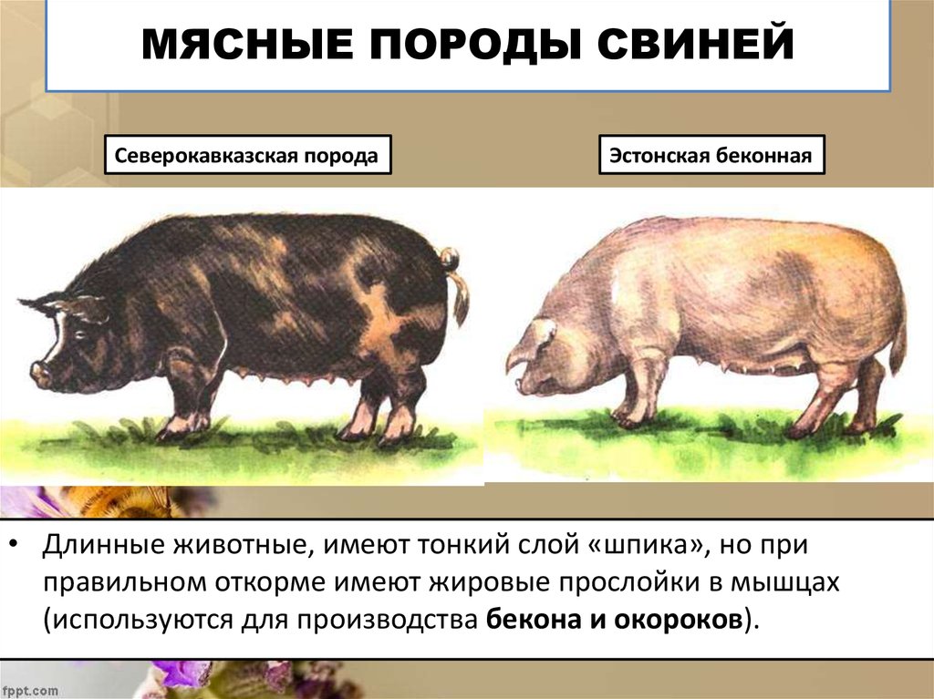 Какие виды свиней. Назовите породы свиней мясного направления продуктивности. Породы свиней мясного беконного направления. Свиноводство породы свиней сальные. Эстонская беконная порода свиней.