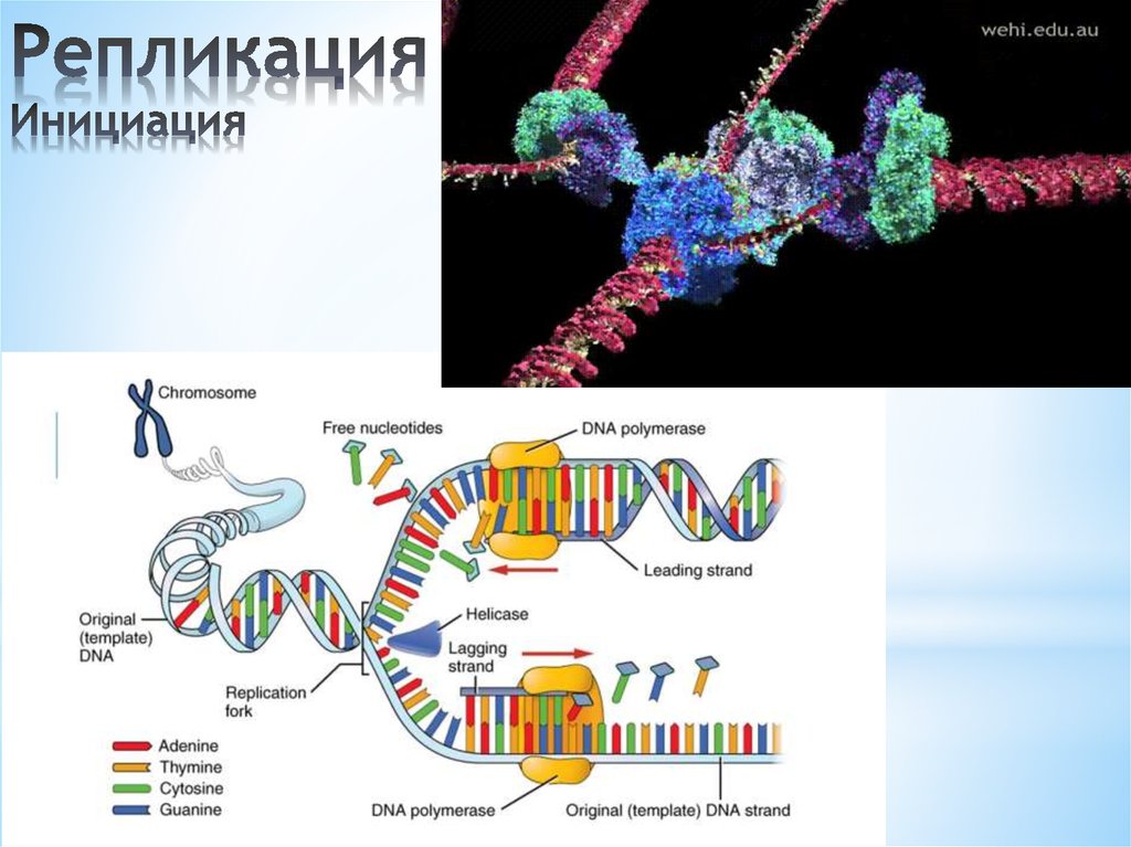 1 репликация днк. Инициации репликации полуконсервативного синтеза. Инициация репликации – образование репликативной вилки.. Схема инициации репликации. Инициация репликации ДНК схема.