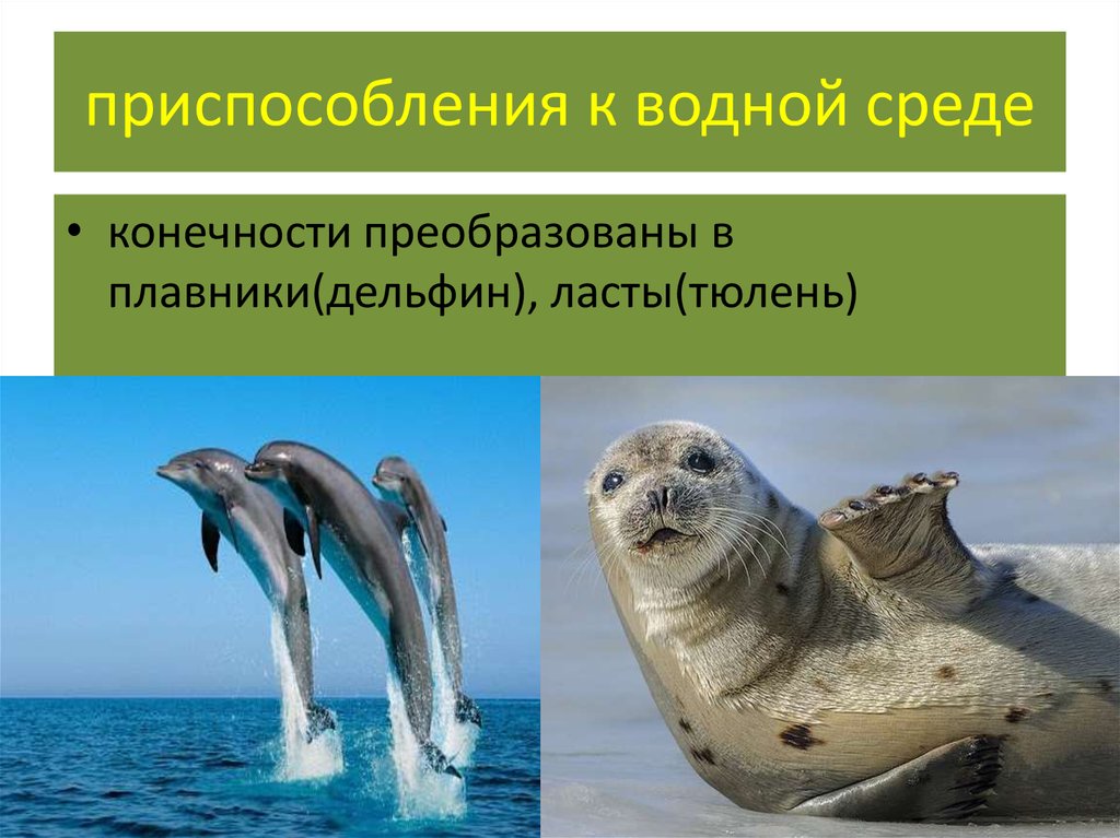 Водные приспособления. Приспособленность к водной среде. Приспособленность организмов к водной среде. Приспособления к водной среде обитания. Адаптация животных к водной среде.