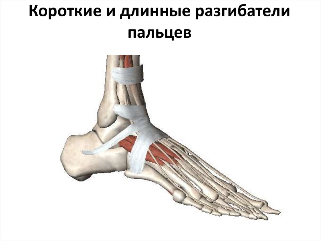 Сухожилия разгибателей стопы