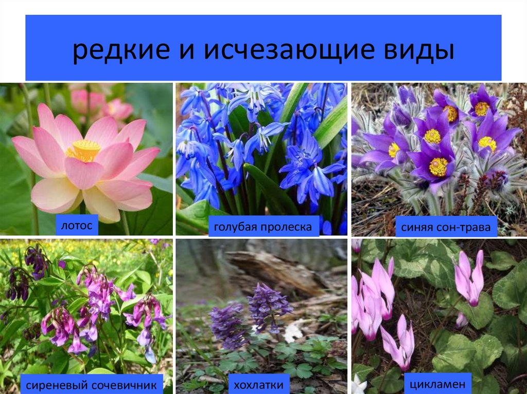 Осина теневыносливая или светолюбивая
