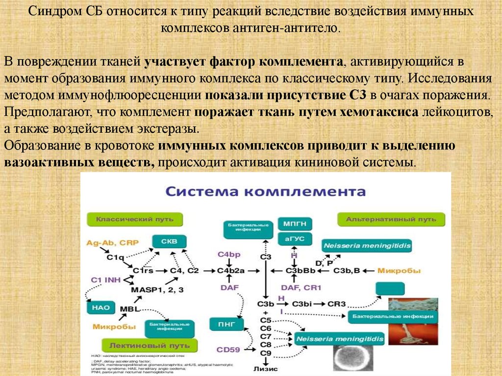 Сывороточная болезнь. Образование иммунных комплексов. Болезни иммунных комплексов. Механизм образования иммунных комплексов.. Факторы необходимые для образования иммунных комплексов.