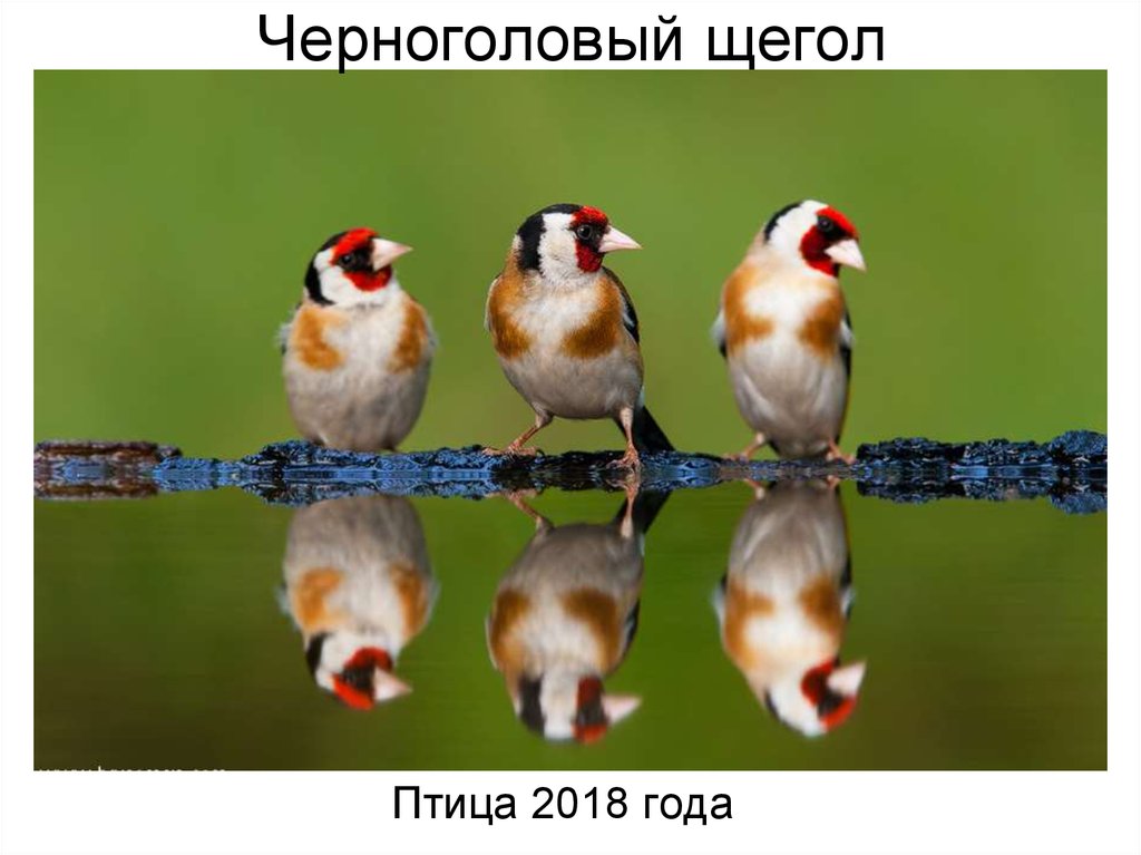 Черноголовый щегол. Птица 2018 года - online presentation