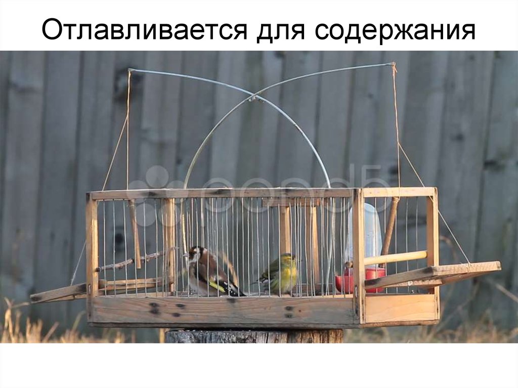 Отлавливается для содержания