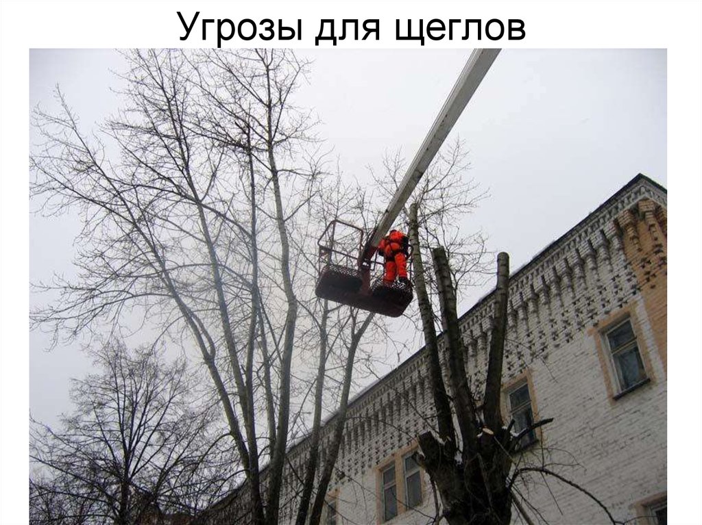 Угрозы для щеглов