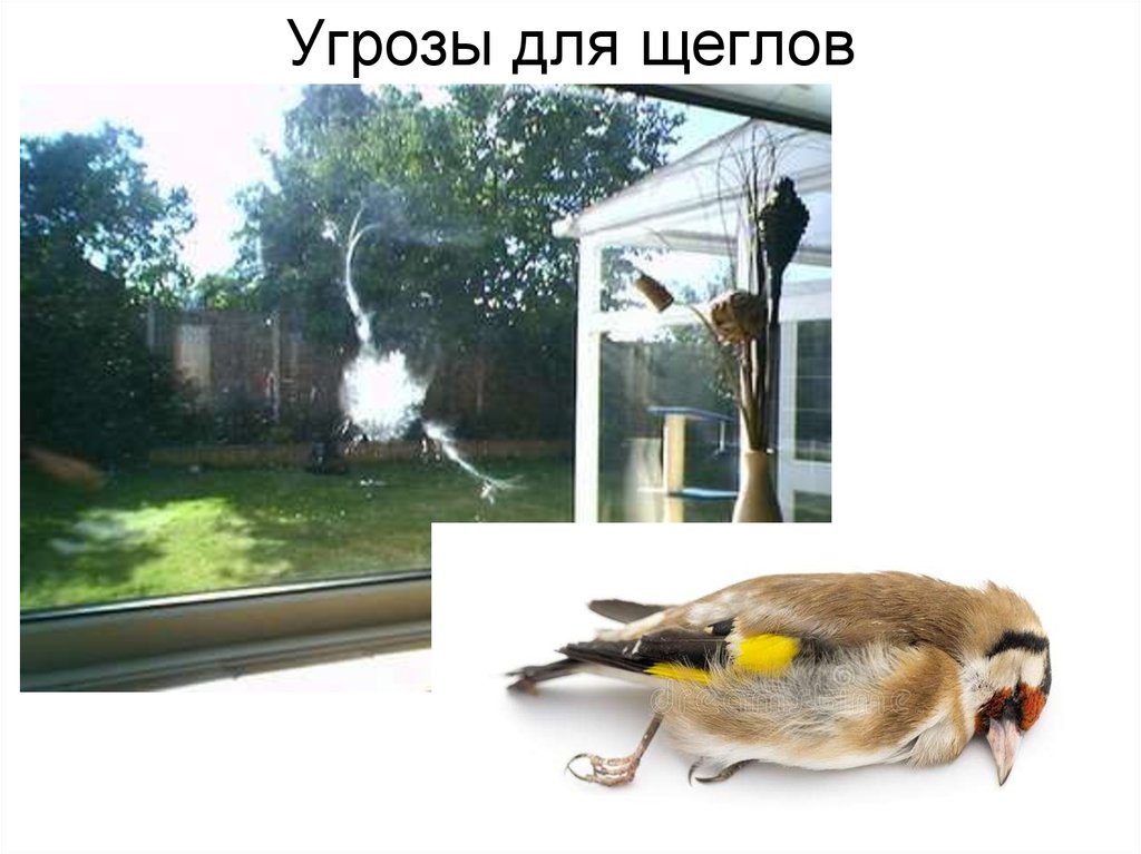 Угрозы для щеглов