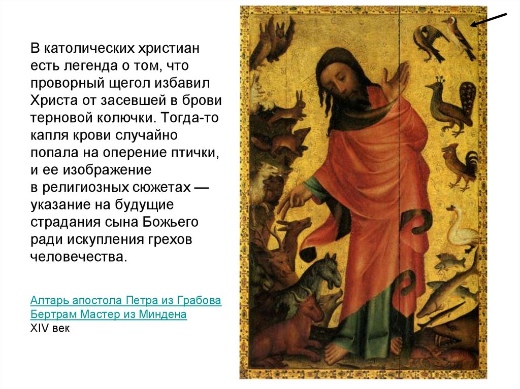 В католических христиан есть легенда о том, что проворный щегол избавил Христа от засевшей в брови терновой колючки. Тогда-то