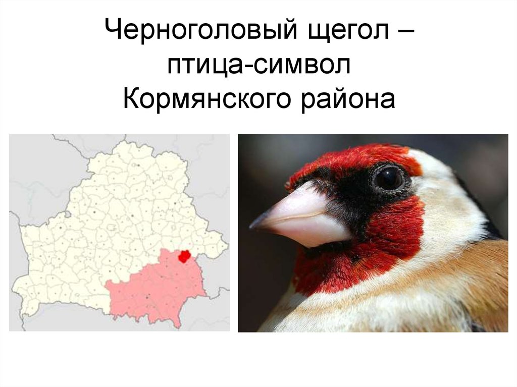 Черноголовый щегол – птица-символ Кормянского района