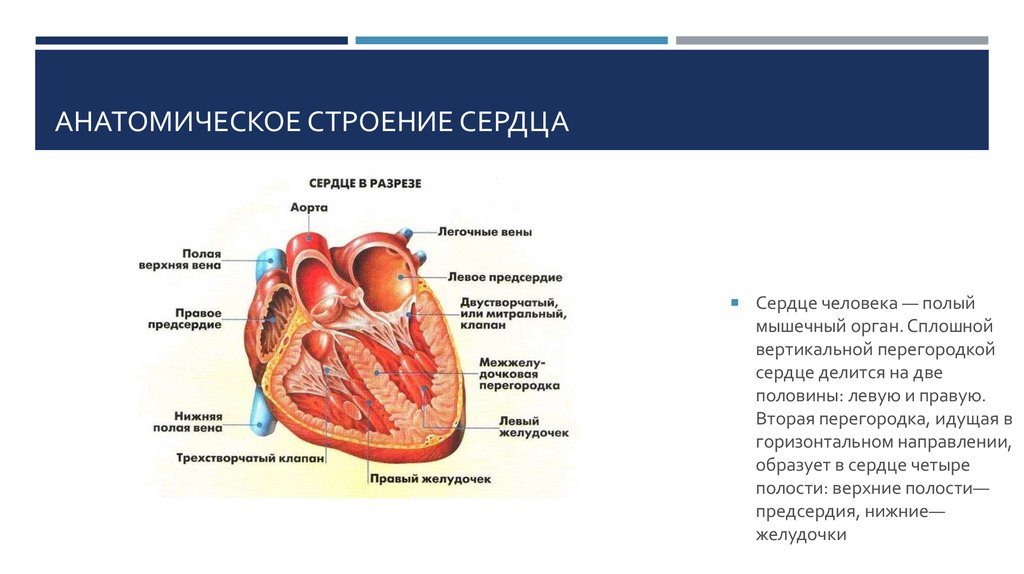 Анатомическое строение сердца презентация