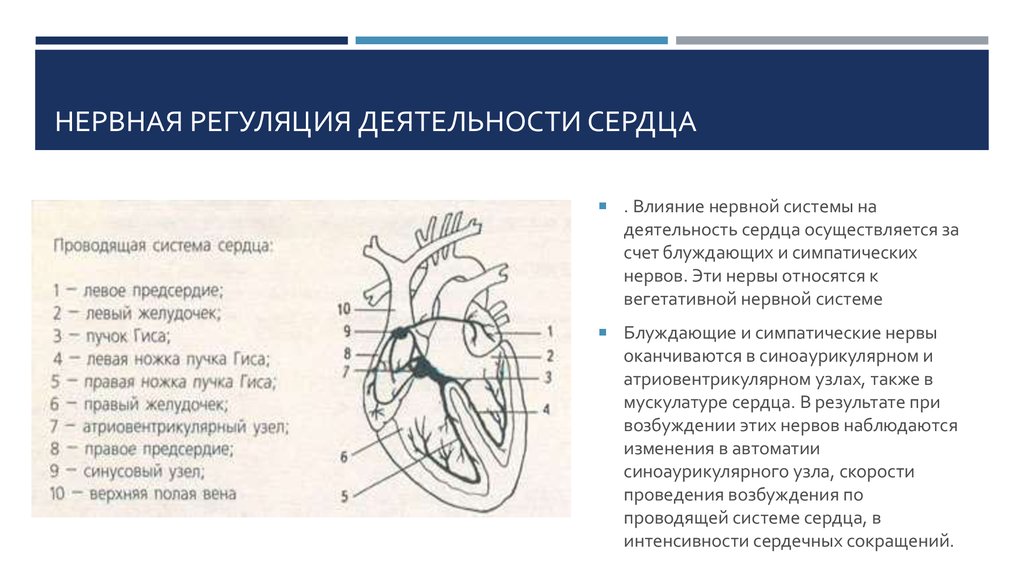 Сердечно сосудистый нервный центр. Проводящая система сердца и нервная система. Проводящая система сердца иннервация сердца. Нервная система сердца схема. Строение нервной системы сердца.