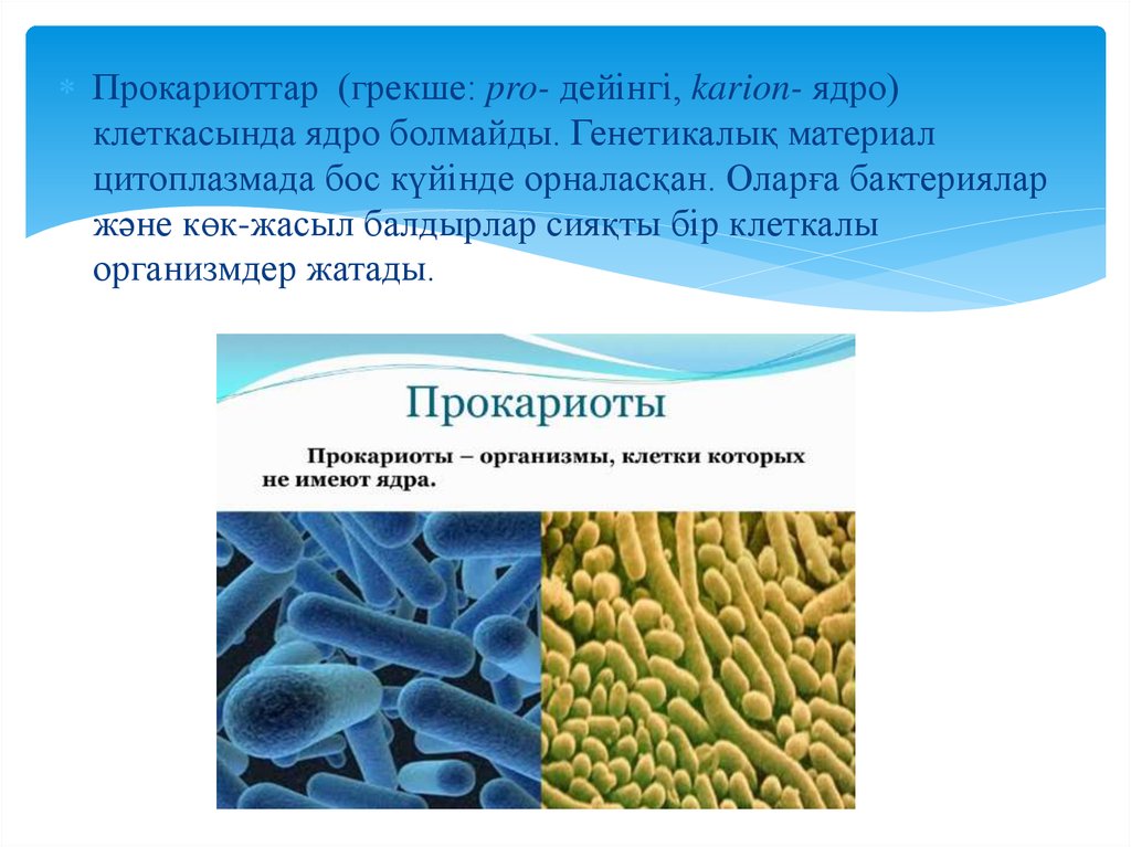 Прокариоттар мен эукариоттардың құрылымы мен генетикалық аппаратының ...
