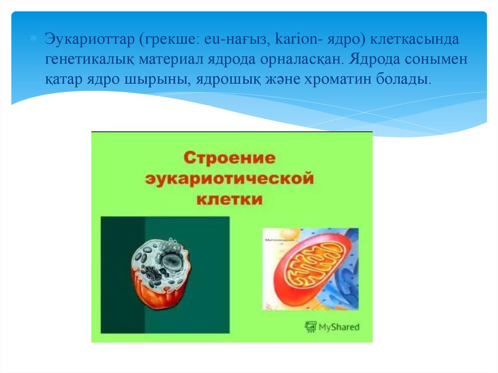 Прокариоттар мен эукариоттардың құрылымы мен генетикалық аппаратының ...