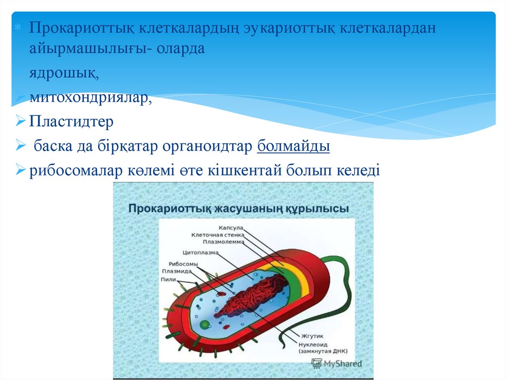 Прокариоттар мен эукариоттардың құрылымы мен генетикалық аппаратының ...