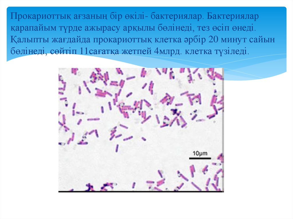 Прокариоттар мен эукариоттардың құрылымы мен генетикалық аппаратының ...