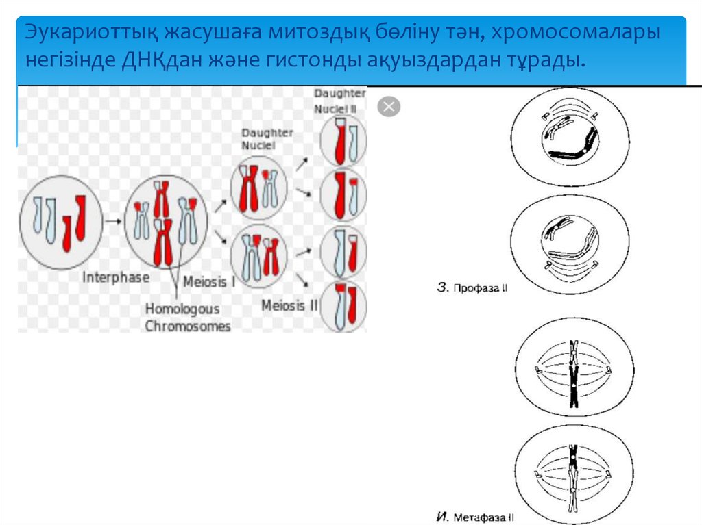 Прокариоттар мен эукариоттардың құрылымы мен генетикалық аппаратының ...