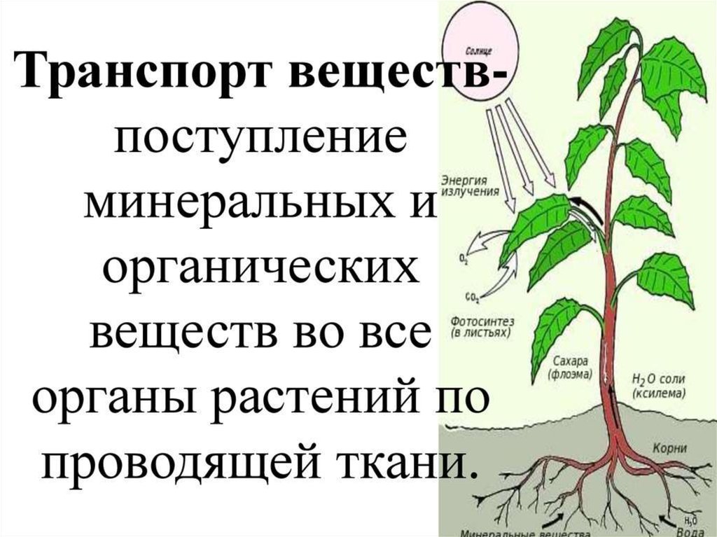 Схема движения веществ по стеблю