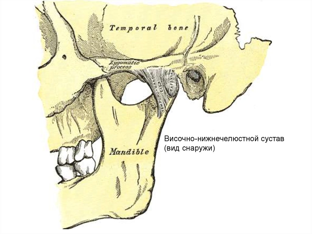 Нижнечелюстной сустав. Суставная капсула височно-нижнечелюстного сустава. Мыщелок височно нижнечелюстного сустава. ВНЧС анатомия.