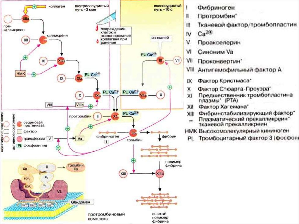 Факторы свертывания крови схема