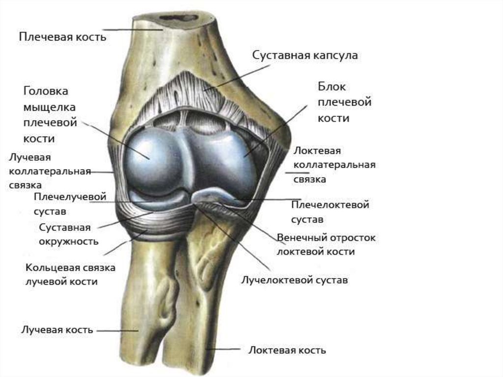 Мыщелки плеча