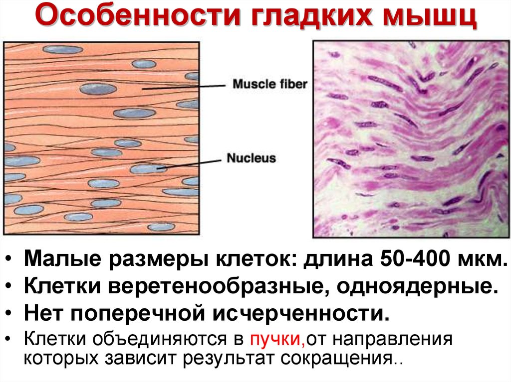 Работа гладких мышц. Строение гладкой мышечной ткани физиология. Гладкие мышцы. Клетки гладкой мускулатуры. Особенности гладких мышц.