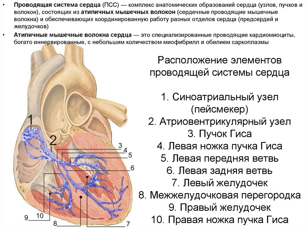 Проводящая система сердца проводит. Проводящая система сердца пучок Гиса. Проводящая система сердца синоатриальный узел. Схема узлов и Пучков проводящей системы сердца. Проводящая система сердца строение и функции.