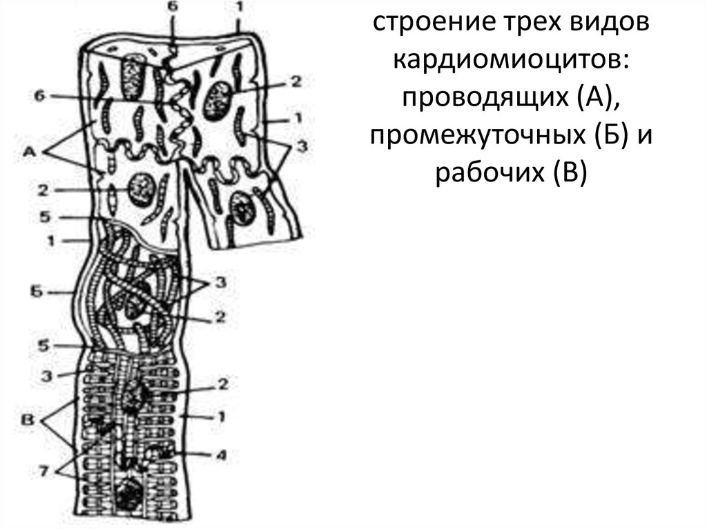 Строение кардиомиоцита схема