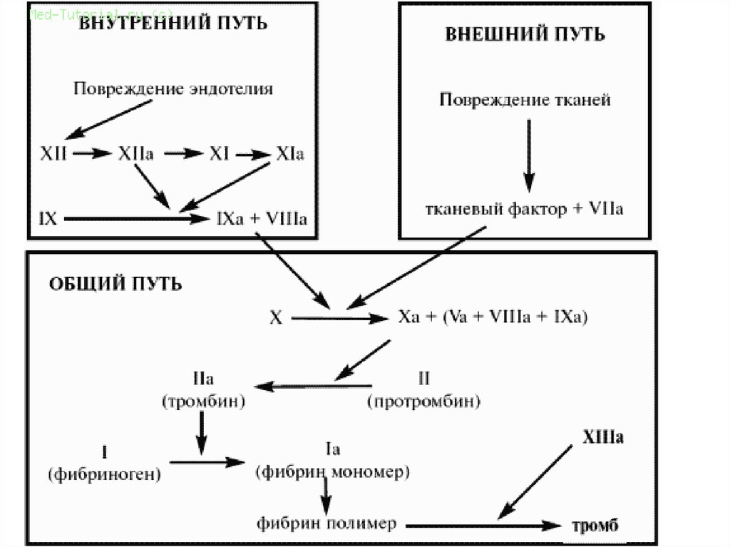 Схема сворачивания крови