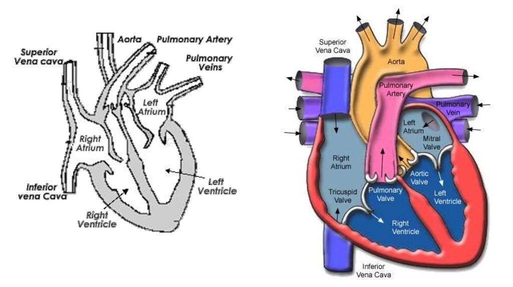 The mechanism of cardiac automaticity - презентация онлайн