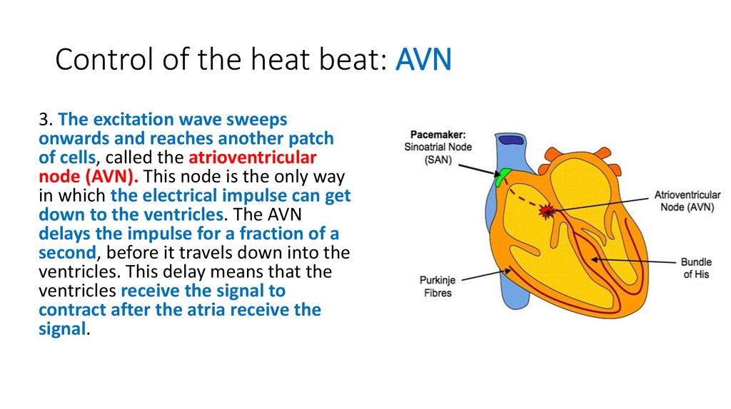 Control of the heat beat: AVN