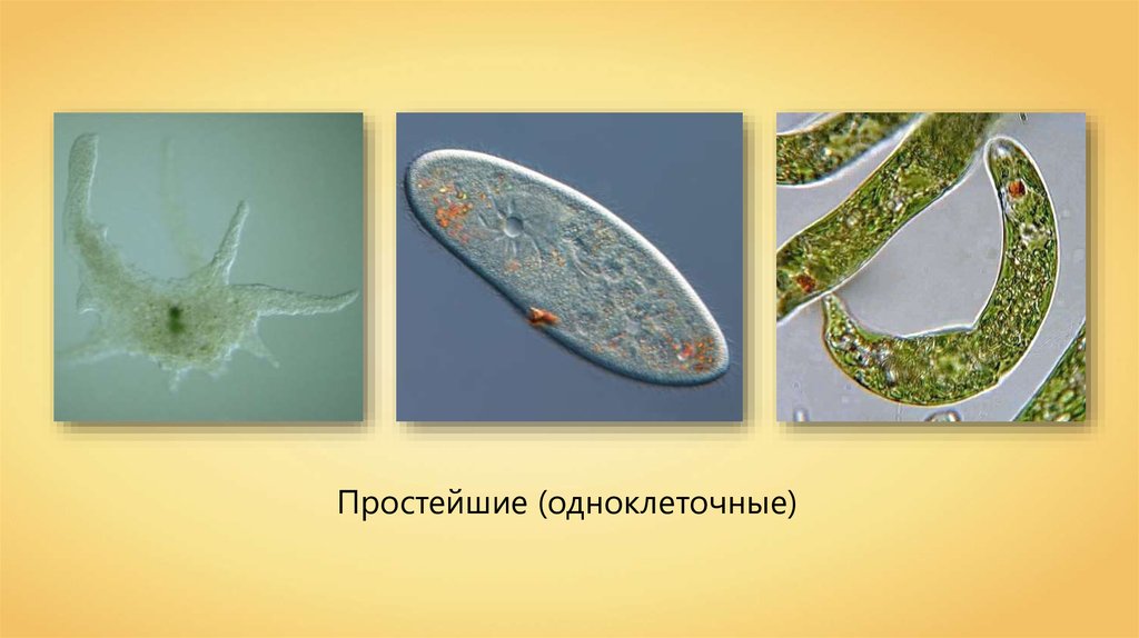 Одноклеточные животные или простейшие 7 класс биология презентация