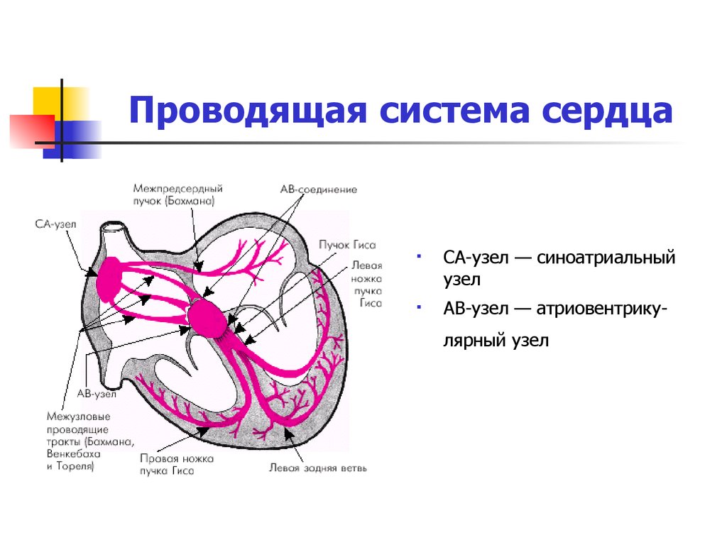 Проводящее сердце. Проводящая система сердца синоатриальный узел. Система проводимости сердца. Проводящая система сердца ЭКГ. Проводящая система сердца пучок Гиса.